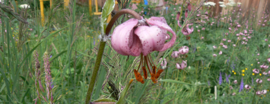 Буржгар сараана